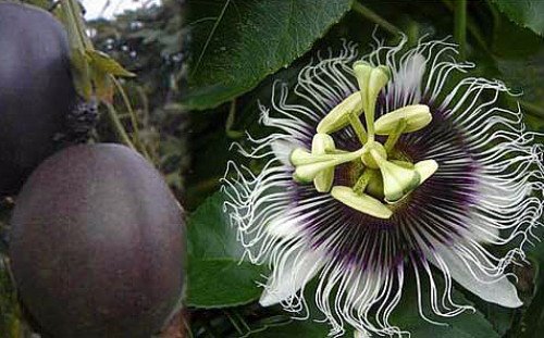 Hirt's Gardens Possum Purple Passion Vine