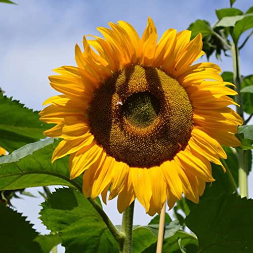 Flower Seeds For Planting Giant Titan Sunflower Seeds 50 Pcs Non-Gmo Heirloom Huge Sunflowers Seeds Home Garden Decoration Easy To Grow #TOP18