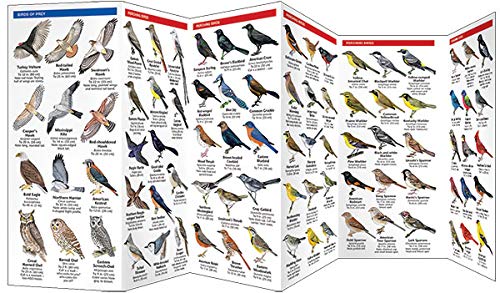 Oklahoma Birds: A Folding Pocket Guide To Familiar Species (Wildlife And Nature Identification) #TOP2
