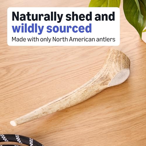 Amazon Basics Elk Antler - Whole - Long Lasting for Aggressive Chewers - X-Large 9.5-10.5 inches (Best for Dogs Over 45 lbs) (Previously Wag) view 3