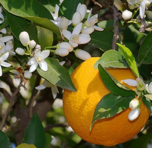 Aceite esencial de Neroli, 2 mL miniatura 3