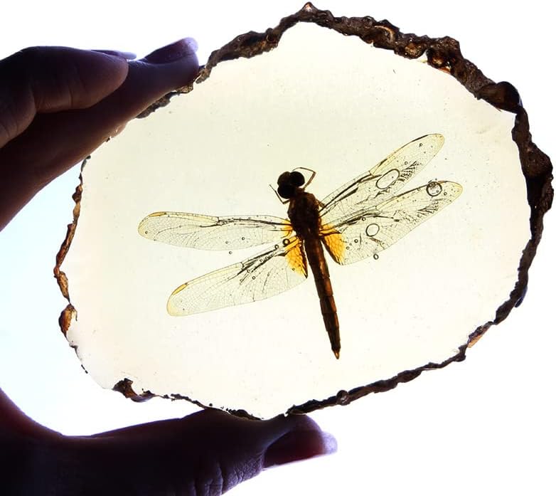 Miniatura 7 de 1 unids hermosa ámbar libélula fósil insectos pulido manual especímenes de insectos verdaderos