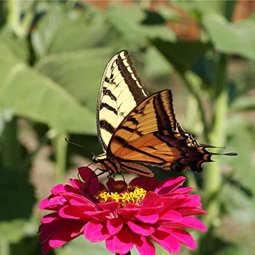 Zinnia Seeds For Planting Outdoors - ~1,500 California Giant Mix Zinnia Seeds - Beautiful 4' Tall Wildflower Blossoms - Zinnia Elegans Pollinator Seed Mix - Bright, Cheerful Annual Flower Seed Packets #TOP5