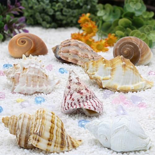 Finalery 8PCS Hermit Crab ShellsMedium & Large Natural Conch Shells
