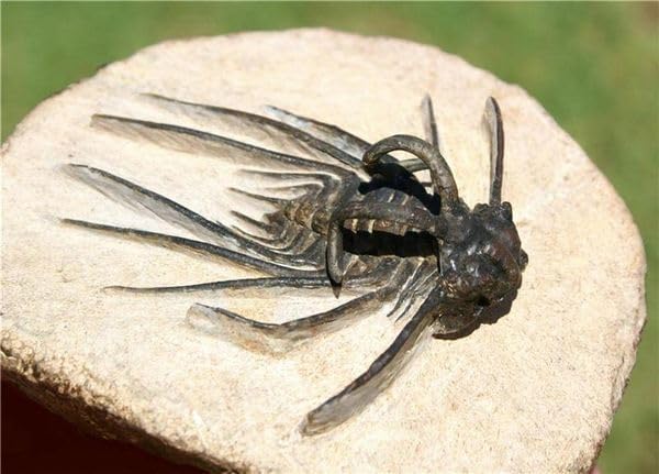 三葉虫の化石 ディクラヌルスモンストローサス（Dicranurus monstrosus