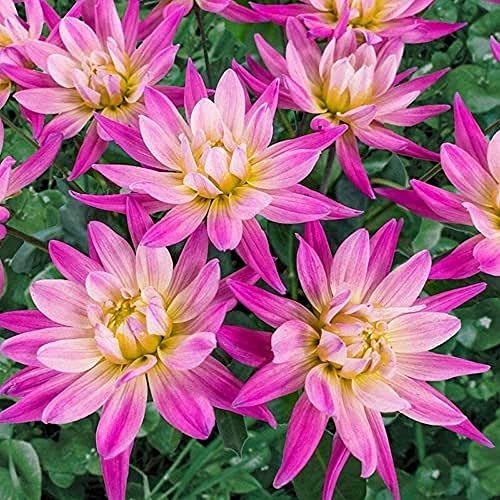 Giardino Giardino di Impianto di Lunga Durata Profumo Attraente Disposizione Dei Fiori Bouquet FAI DA TE Grande Tentativo di 4PCS Dalia bulbi