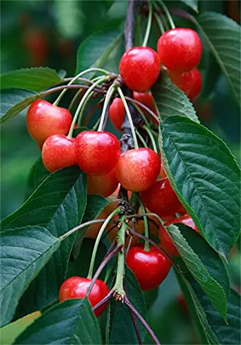 Ohxsm Cherry Tree Seeds 20+ Fresh Rainier Sweet Yellow Red Golden Cherry Plant Tree Seeds #TOP1
