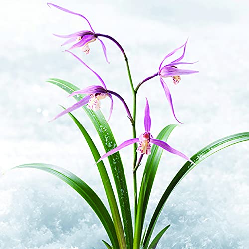 Innisfree Orchid Youth Enriched Rich Cream Hyaluronic Acid Face Moisturizer #TOP3