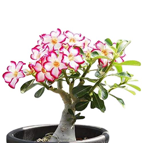 Comparison: Best Pots For Desert Rose 9 COLIBYOU Desert Rose, Adenium Obesum one Year Plant , Baby Size Bonsai Caudex (1 Rose)