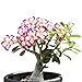 Desert Rose， Adenium Obesum one Year Plant ， Baby Size Bonsai Caudex from Lankui (1 Rose)
