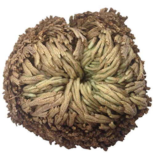 Rosa De Jericó Resurrección Planta De Aire Helecho De Spike Musgo - Selaginella Lepidophylla