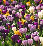 MULTIPLICACIÓN: La semilla es por supuesto el método de propagación más natural también para plantas bulbosas fértiles. Pero si se desea obtener rápidamente nuevas plantas floríferas, que tengan las mismas características que el progenitor, se recomienda utilizar la multiplicación agámica que produce clones auténticos de la misma planta. Los métodos de multiplicación agámica son diferentes según se trate de un bulbo, un rizoma, un tubérculo o un cormo.