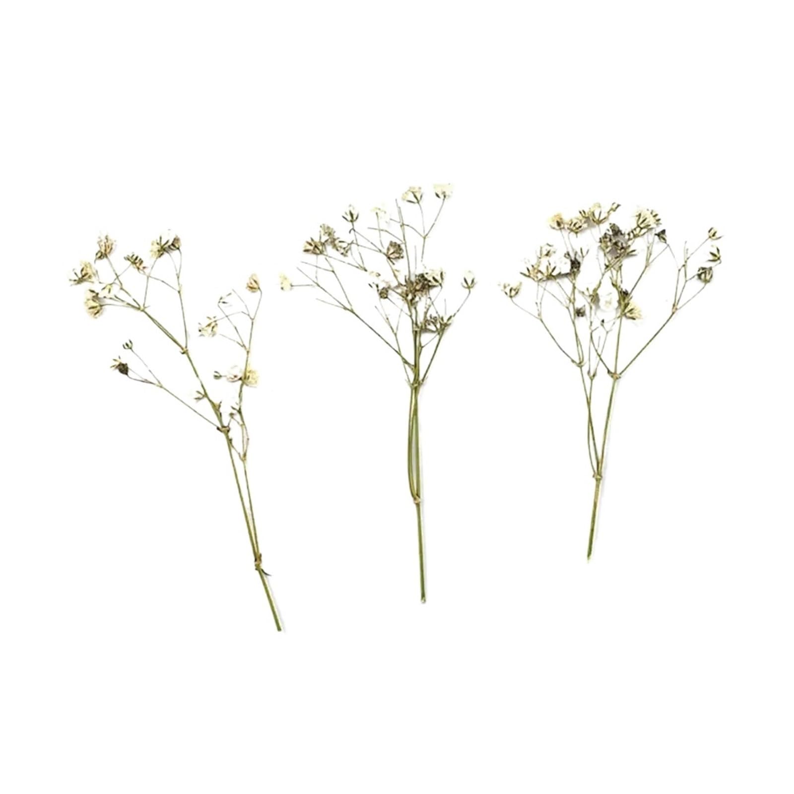 WJIAYAO dried gypsophila flowers 12Pcs Gypsophila Bouquets Colorful Dried Flower(White)