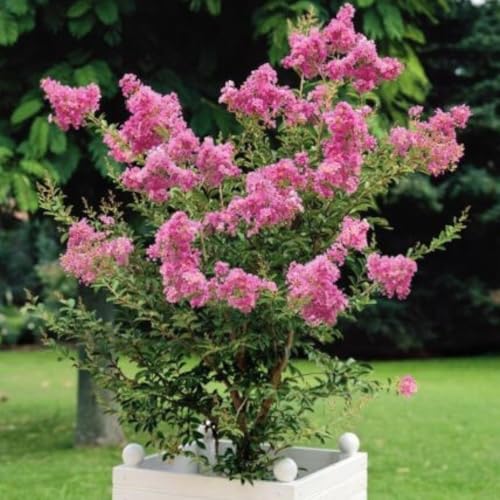 Delta Blush Crape Myrtle: Extra Large Rich Pink Blooms with Peach Undertones, True Dwarf Tree, Great for Small Spaces, Matures 6-8ft Tall & Wide, Ships 1-4ft Tall, Well-Rooted in Pot w/Soil
