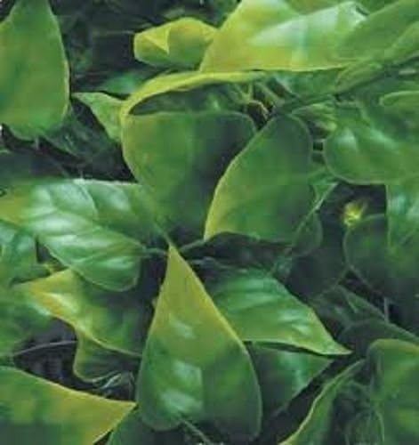 1/35 Scale Jungle Plant #10 - Ideal Pacific military model diorama …