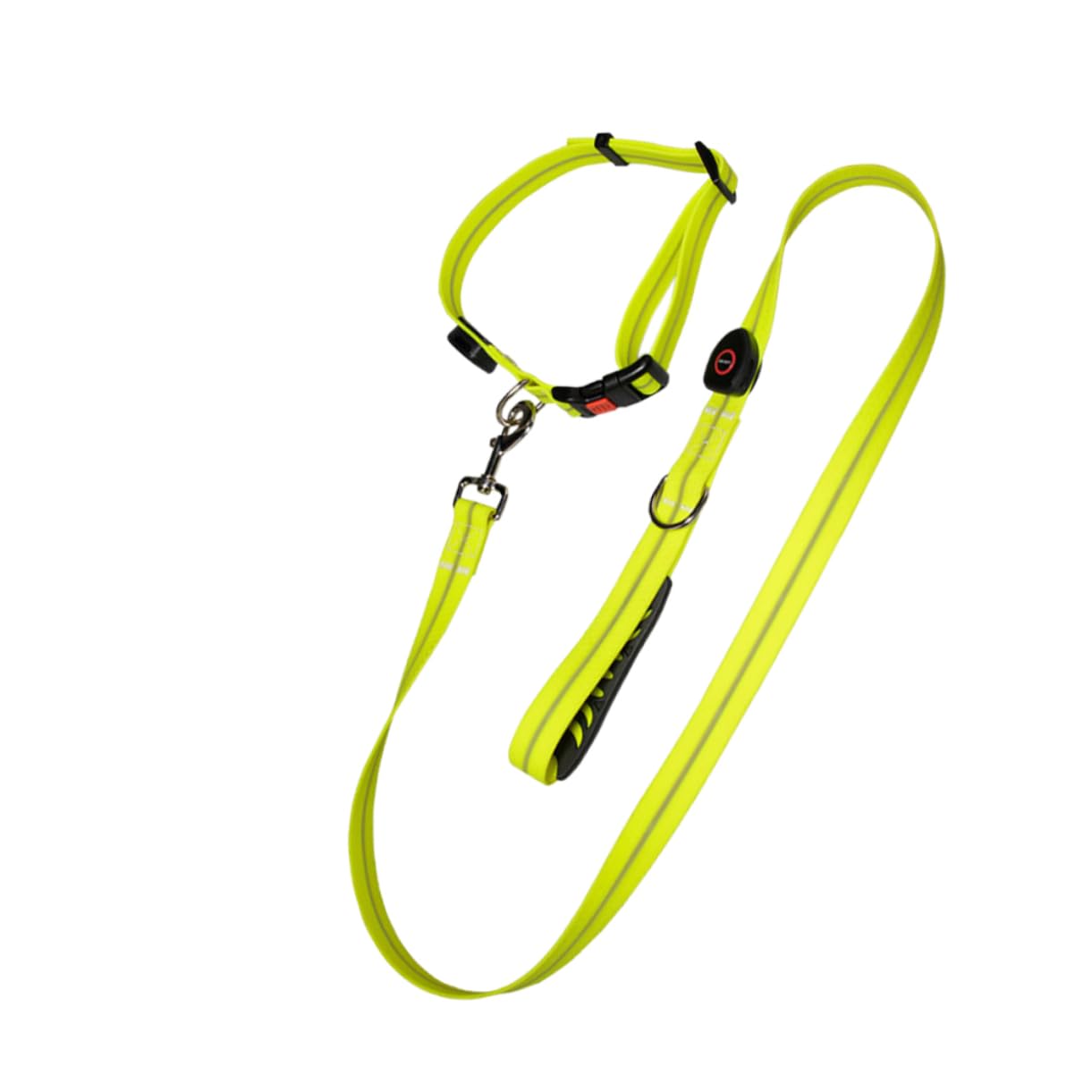 Laisse lumineuse pour chien avec collier LED pour balades nocturnes sécurisées en forêt