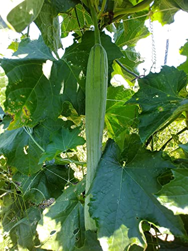 Usda Certified Organic Luffa Gourd Seeds For Edible Asian Vegetable And Sponge, Produce Of Usa #TOP3