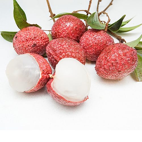 10 Samen Litschi Pflanze Kletterpflanzen Winterhart, Nachhaltige Geschenke Für Frauen Litschi Baum Bio Samen, Pflanzen Samen Indoor Obstbäume Kaufen, Bonsai Zimmerpflanzen Samen, Samen – Bild 3