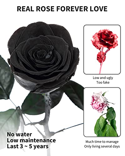 Image of Preserved Rose, Preserved Flowers for Delivery Prime, Single Rose Flower Gifts for Women, Real Rose Presents for Her, Birthday Gifts, Valentines Flowers for Girlfriend - Black