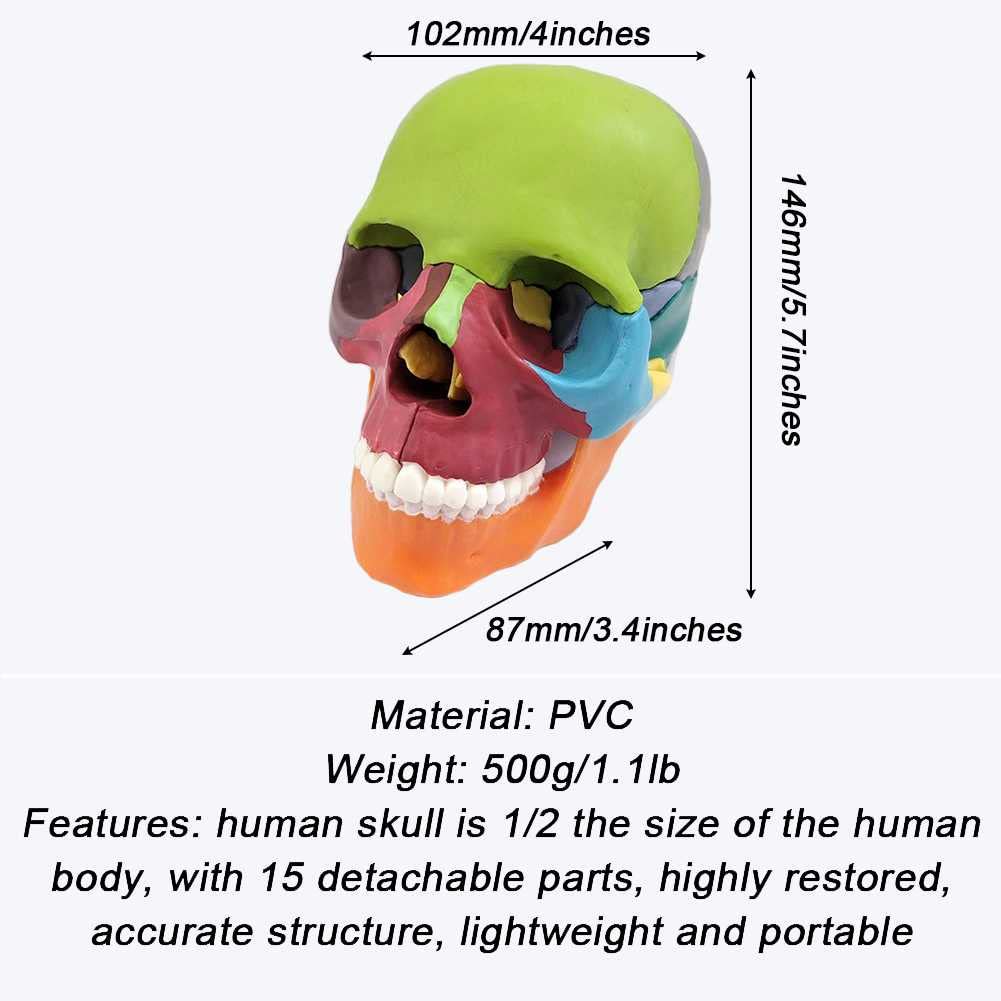Cráneo Humano A Color 1:2. Descripción del Modelo De Cráneo Humano para Anatomía. Modelo De Cráneo con 15 Piezas De Ensamblaje Y Manual De Descripción De Huesos.