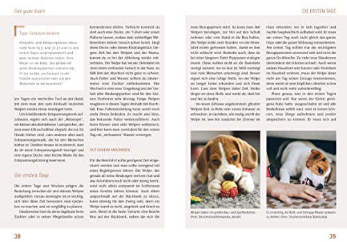 Wilde Welpen & kleine Jagdnasen: Jagdhundwelpen in Familienhand