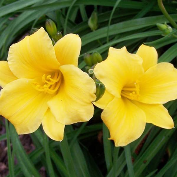 12 unità Hemerocallis 'Stella De Oro' - Daylily 'Stella de Oro' Vaso 9x9cm ±1 m² - Pianta con Fiori Gialli e Foglie Sempreverdi