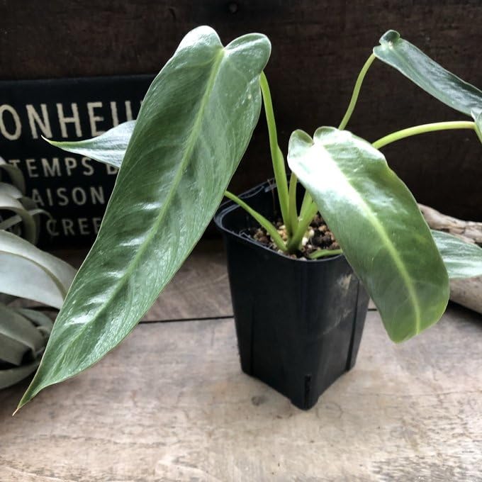 Philodendron “Spiritus sancti” スピリタスサンクチ Amazon | スピリタスサンクチ フィロデンドロン 観葉植物 スピリタス