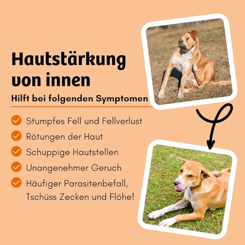 BugBell 900g Premium Trockenfutter Insekt, Schwarzkümmelöl, Kokosöl, Zistrosenkraut & Rosmarinpulver schützen natürlich vor Zecken & Flöhen, Karotte & Hefe wirken positiv auf Haut & Fell