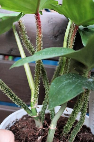 フィロデンドロン スクアミフェルム　5号　観葉植物 Amazon｜観葉植物 フィロデンドロン スクアミフェルム 5号サイズ