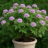 1000+ Citronella Plant Seeds for Planting Outdoor Non-GMO Heirloom Citronella Perennial Grass Perennial Potted Herb Seeds for Home Garden Decor