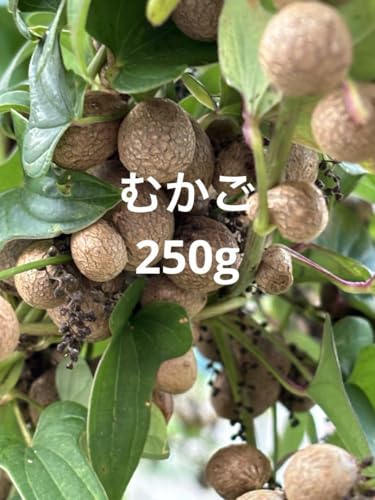 採れたて むかご 自然薯 ムカゴ 250g 大きさ不揃いのサムネイル