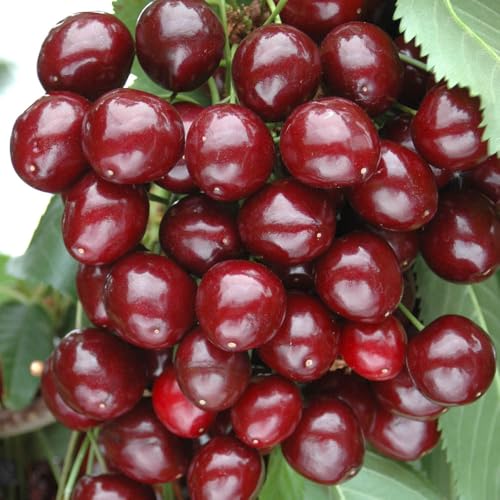 You Garden - Stella Cherry Fruit Tree in a 5L Pot 90-110cm Tall on Colt Rootstock - for Patios and Pots Small Gardens Delicious Soft Fruit
