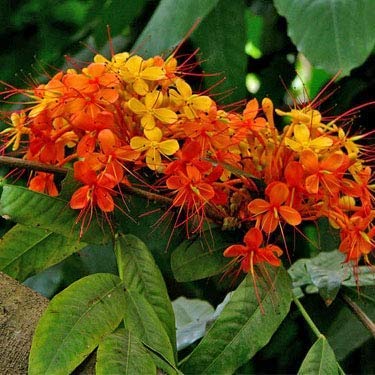 EaglesFord Dwarf Rare Hybrid Ashoka Tree Plant (Saraca Asoca) Ornamental Shrub Tree Plant (1 Healthy Live Plant) (B07Y36LVZG) Amazon Price History, Amazon Price Tracker