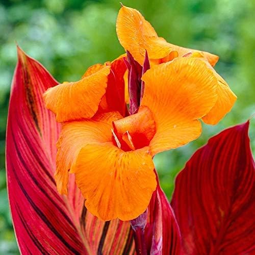 Flame Canna African Sunset Dark Purple Leaves Clear Green Veins and
