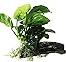 Greenpro (Anubias Barteri Butterfly) Anubias, Java Fern, Moss and More! Freshwater Live Aquarium Plants on Driftwood for Aquatic Tropical Fish Tank Decorations - Easy to Drop