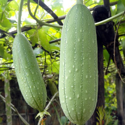 Smooth Loofah, Luffa Aegyptiaca, Gourd Seeds