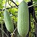 Smooth Loofah, Luffa Aegyptiaca, Gourd Seeds