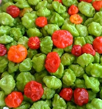 SVI 100 Cachucha Pepper Seeds Capsicum Chinense - Aji Dulce Sweet Pepper Seed Packets, Small, Round Peppers - Non GMO, Heirloom Vegetable Seeds for Outdoor Garden Beds, Greenhouses, Containers