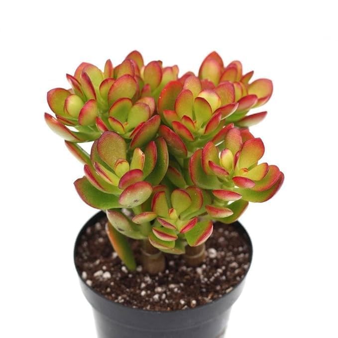 Image of Original Kuberakshi Crassula Ovata Live Plant with Pot | Jade Lucky Money Vastu Plant | Indoor Outdoor Succulent for Home Office Desk Living Room Balcony Decor | Pack of 1