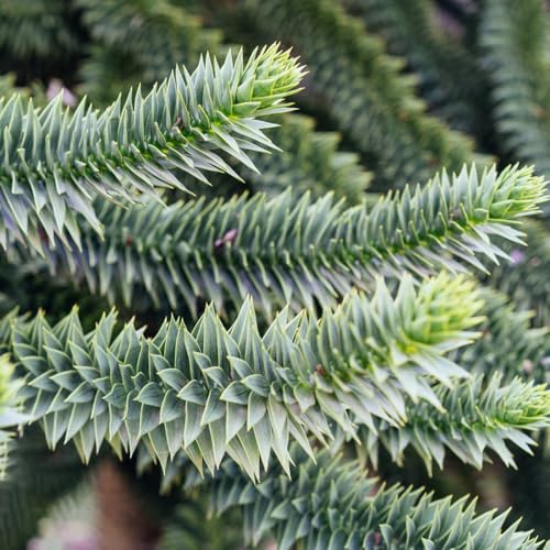50 piezas Semillas de araucaria semillas regalo jardín Árbol de araucaria, Araucaria araucana Semillas de árboles árboles resistentes al jardín, semillas variedades antiguas Cama elevada
