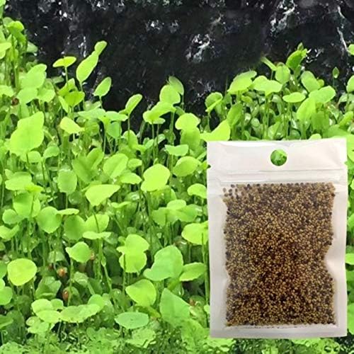 Fish Tank Decoration - Aquarium Glossostigma Hemianthu Callitrichoide Water Grass Fish Tank Decoration Landscape Ornament - Fall Guy Shlemiel Marine Museum Schlemiel Soft - 1PCs