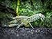 Aquatic Arts Blue Brazos Crayfish (Male/Female Pair) - Live Freshwater Aquarium Lobster/Crawfish/Crawdad/Real Living Nano Fish Tank Pet