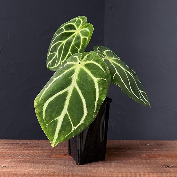 39 S&P アンスリウム　SKG×(レッドクリスタリナム×ドラヤキ) 訳あり品 39 S&P アンスリウム SKG×(レッドクリスタリナム×ドラヤキ) 訳あり品