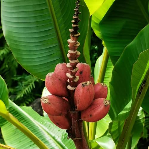 semillas de planta de banano - árbol de plátano resistente semillas de frutas plantas de jardin -Serie de plantas raras- semillas de plátano camas elevadas para jardín semillas de 90pcs