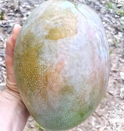 Image of Healthy Delicious Live Hybrid FrashKing 4KG Mango''Fruit Tree Plant || For Home Garden Outdoor indoor plant.