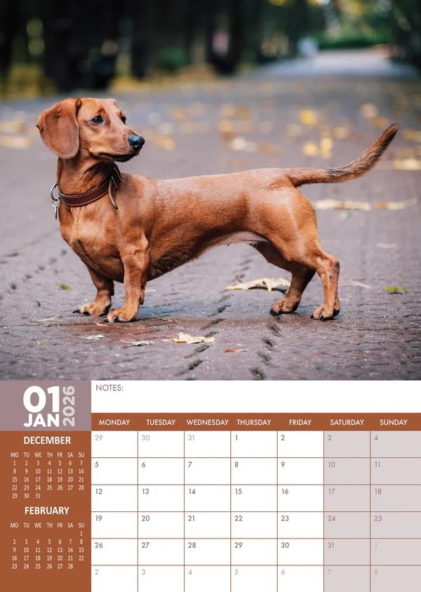 Calendario Da Parete 2026 A Tema Bassotti | 40x28 Cm, Mensile | Con Foto Adorabili | Per Casa, Ufficio, Scuola