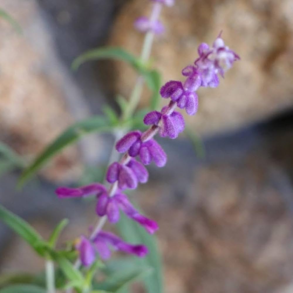 Amazon.co.jp: アメジストセージ 3.5号ロングポット苗 3株セット