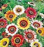 David's Garden Seeds Flower Native American Daisy Painted 200 Non-GMO, Heirloom Seeds