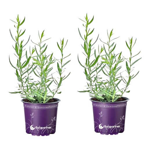Französischer Estragon Artemisia dracunculus Kräuter Pflanze...