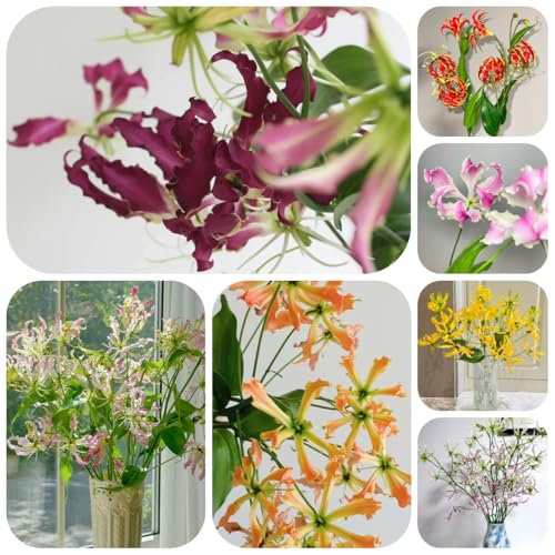 bulbos de lirio de llama - resistentes, otoño lirio antorcha, perenne resistente, para balcones, 5pcs